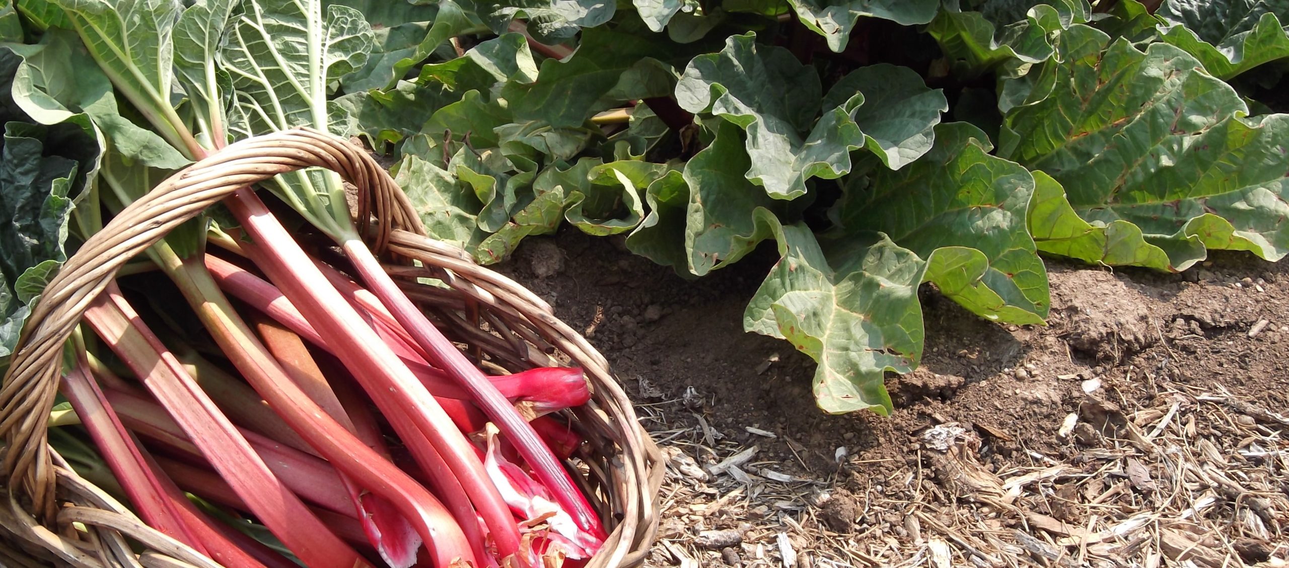 Crimson Red Rhubarb