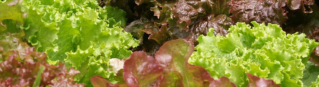 Lettuce (2996819346)