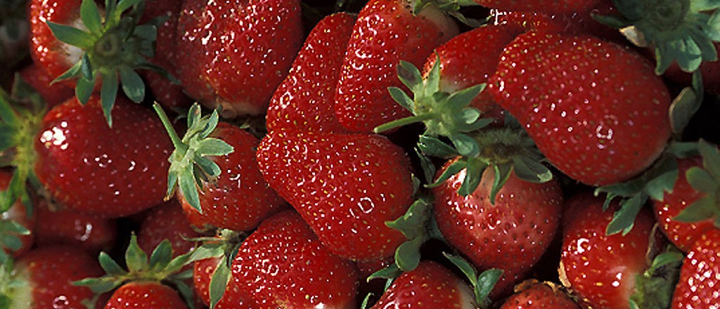 Chandler strawberries - USDA ARS - K7726-1