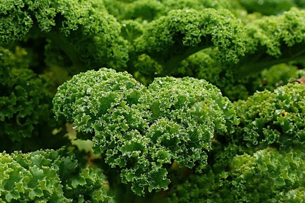 Curly Kale by Oldiefan via Pixabay.com