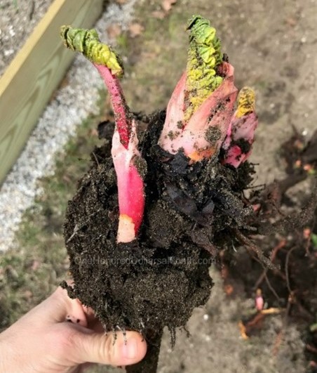 Rhubarb crown with budded stalks