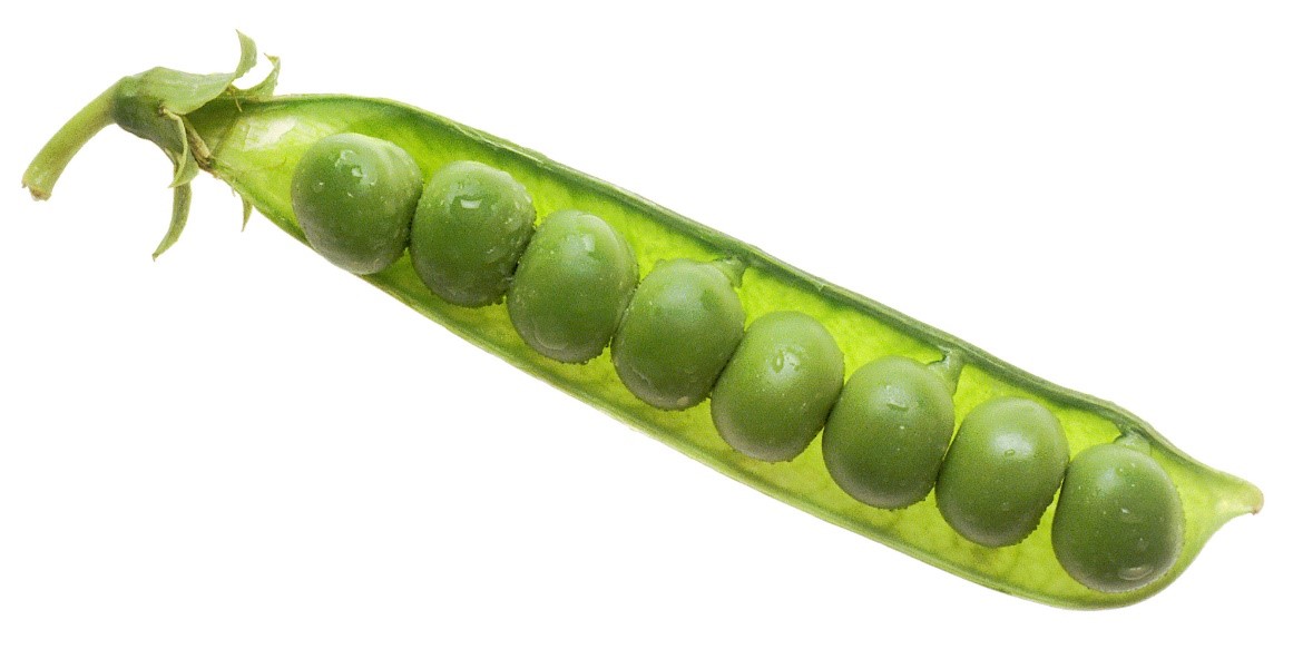 National Cancer Institute: Peas in pod