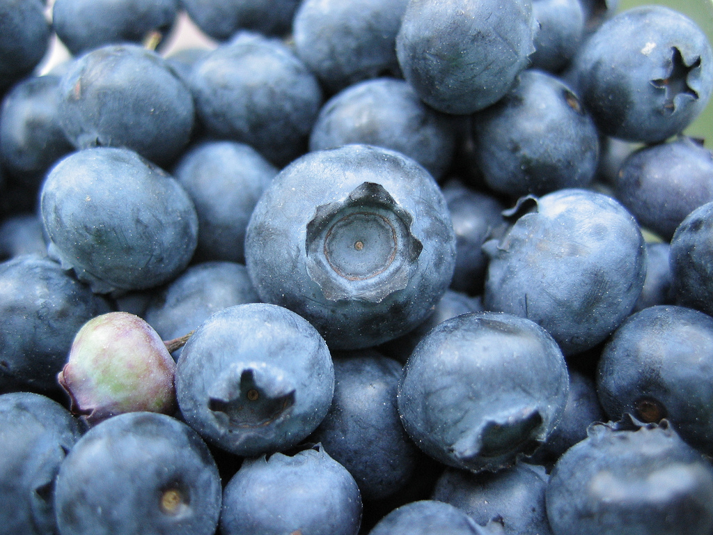 Bunch of blueberries, one unripe