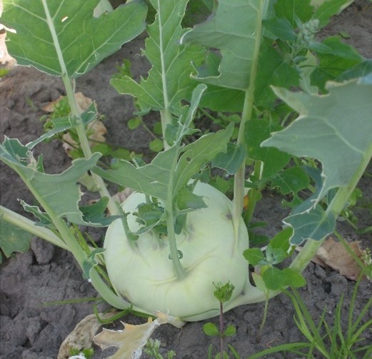 Koolrabi (Brassica oleracea convar. acephala alef. var. gongylodes)