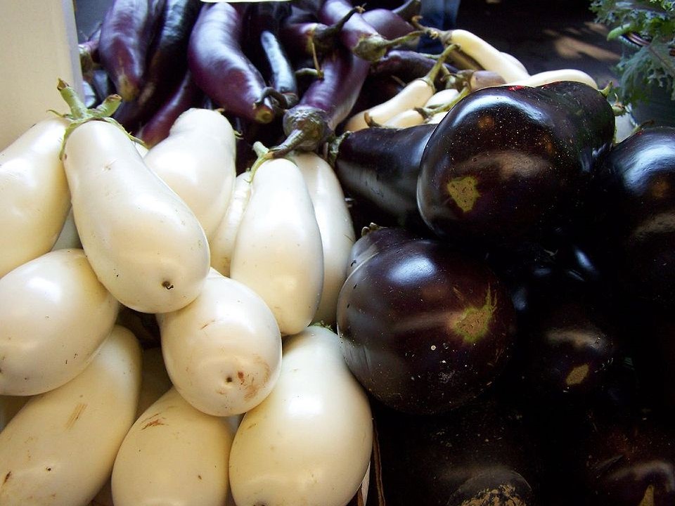 Three Types of Eggplant