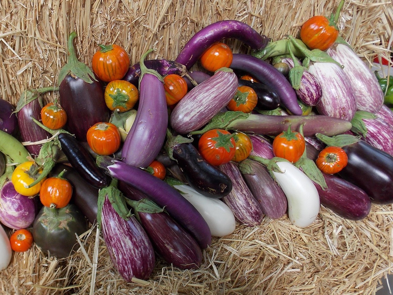 Eggplant display