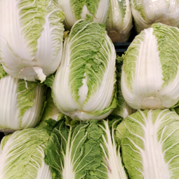 Napa cabbages