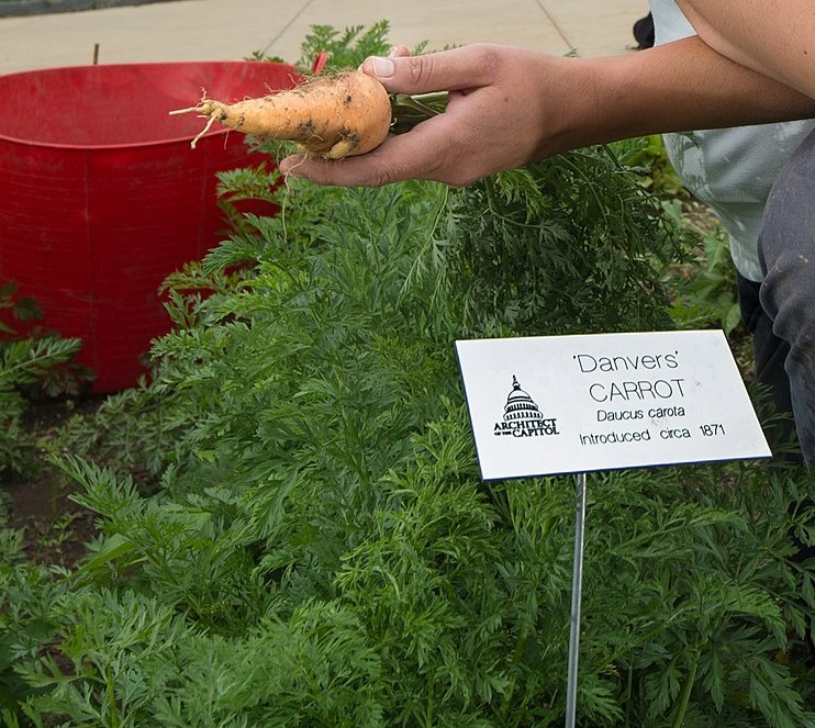 Carrots, Tomatoes and Peppers (35070764293)