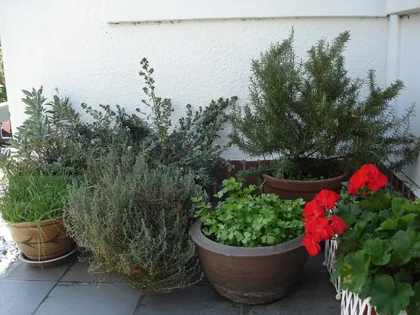 Potted Herbs