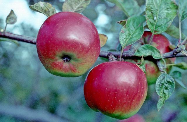 Northern Spy apples