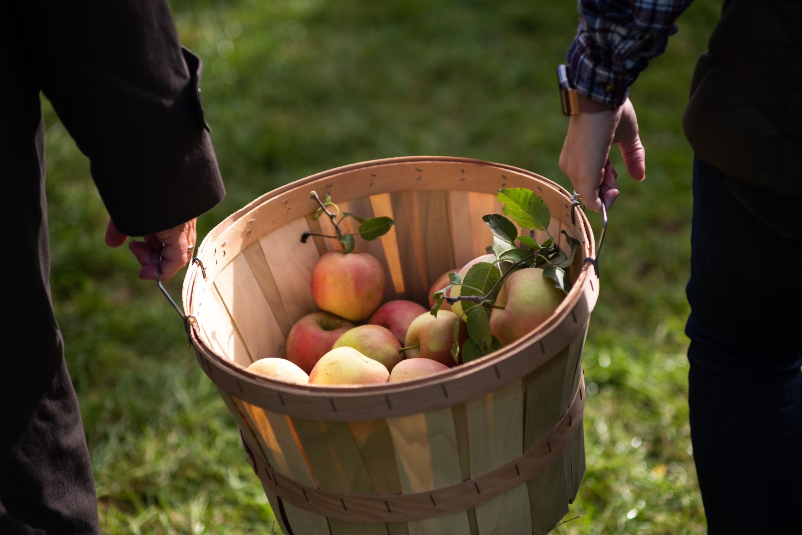 Apple harvest time