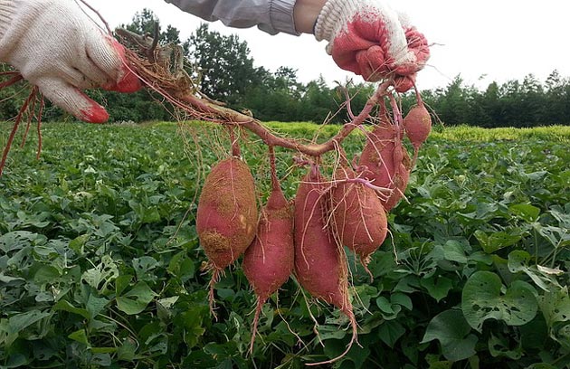 Harvesting sweet potatoes