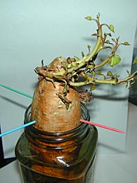 Place the root end of the sweet potato in water to grow slips