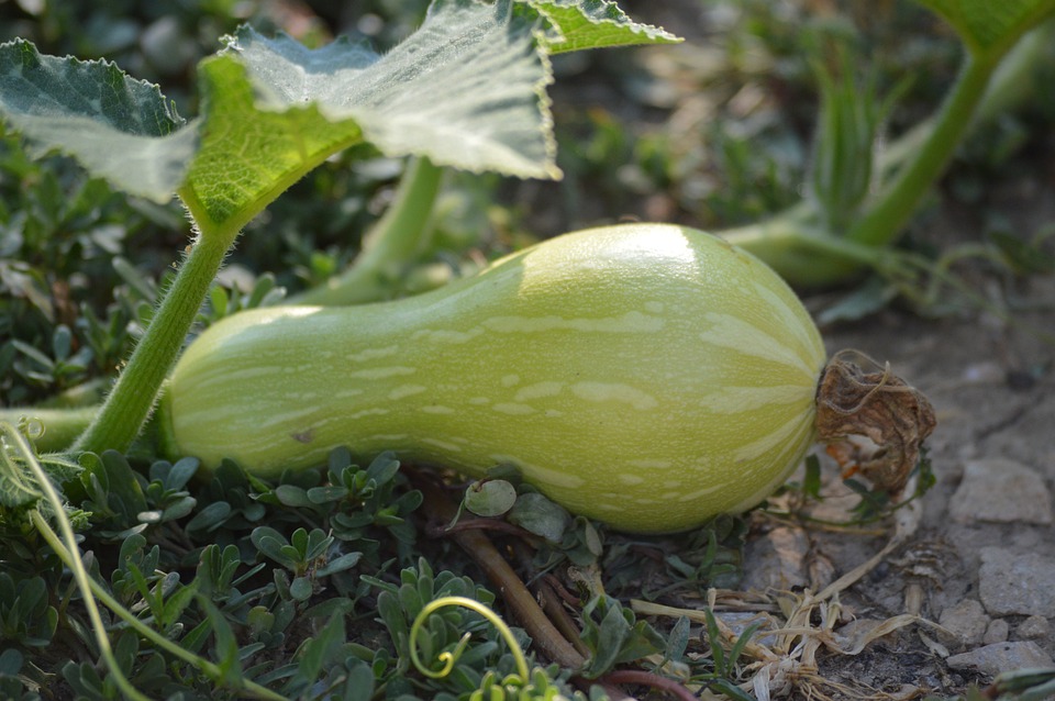 Winter squash should be harvested when it’s ripe. This butternut squash is not yet ripe. 